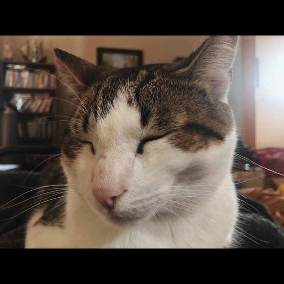 Meet your Posher, Chloe - Picture 1 of 1